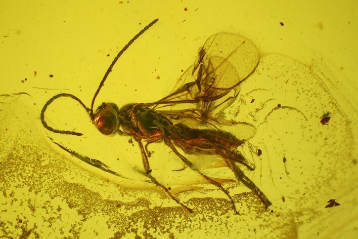 Fossil Wasp (Hymenoptera) In Baltic Amber #207512